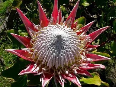 King Protea (Protea cyanoides) Information.