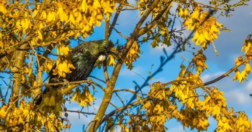 Can Kowhai Be Grown In Coastal Environments?