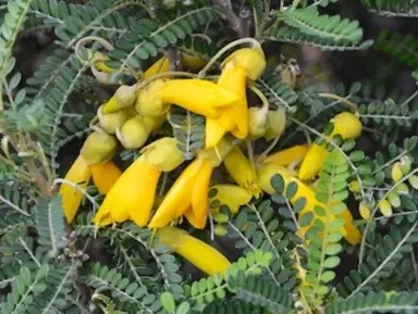 Why Is Kowhai NZ’s National Flower?