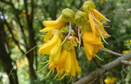 Which NZ Kowhai Has Vibrant Yellow Flowers?