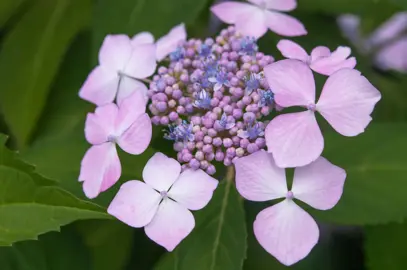 What Is a Lacecap Hydrangea?