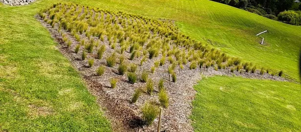 Landscape Designing On A Septic Field.