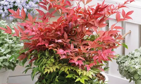 Buying Big Nandina.