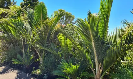 Buying Big Nikau Palm.