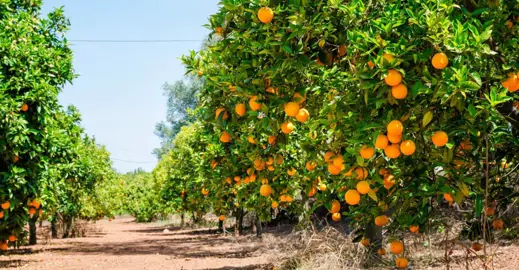 Buying Big Orange Trees.