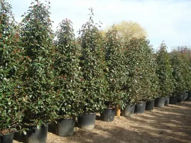 Buying Big Photinia.