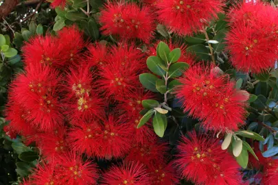 Buying Big Pohutukawa.