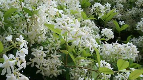 Buying Big Star Jasmine.