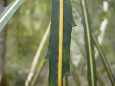 What Is The Latin Name For Lancewood?