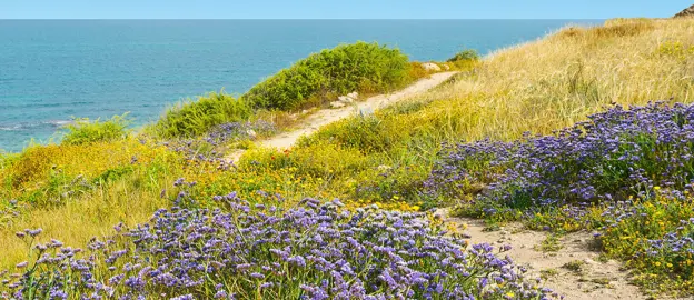 Can Lavender Be Grown In Coastal Environments?