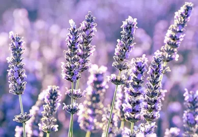 Lavender In The Plant Company’s Database.