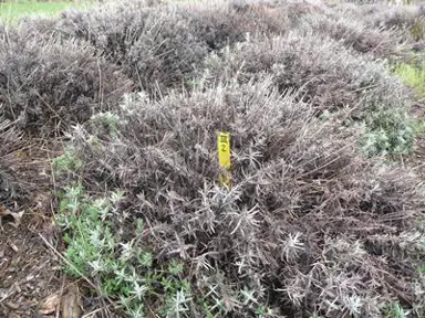 Lavender Dieback .