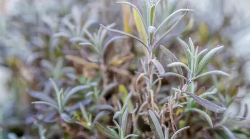 Lavender Pests And Diseases.