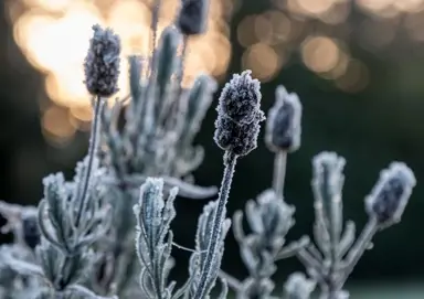 Frost Protection For Lavender.