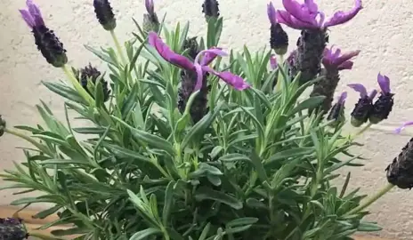 How Fast Do Lavenders Grow?