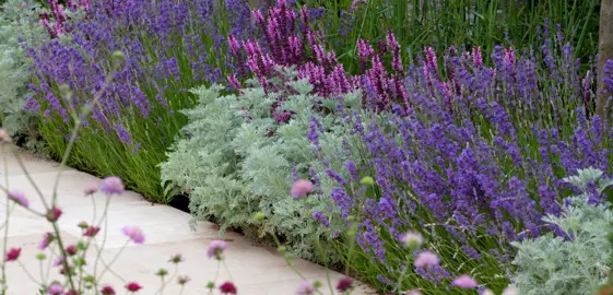 Design Ideas For Lavender.