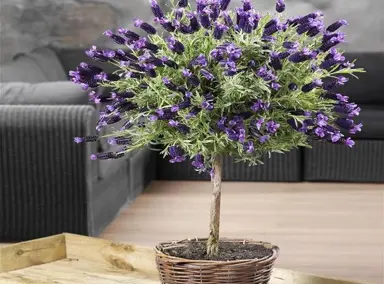 How To Make A Topiary Standard Lavender.