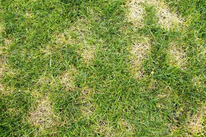 Black Beetle Control In Lawns .