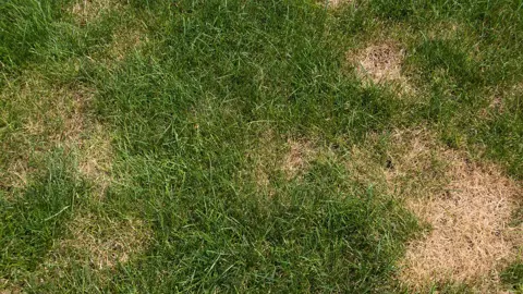Brown Patch Control In Lawns.