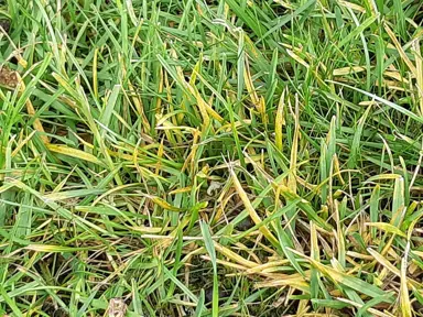 Crown Rust Control In Lawns.