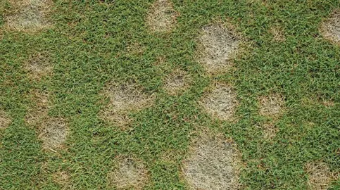 Dollar Spot Control In Lawns.