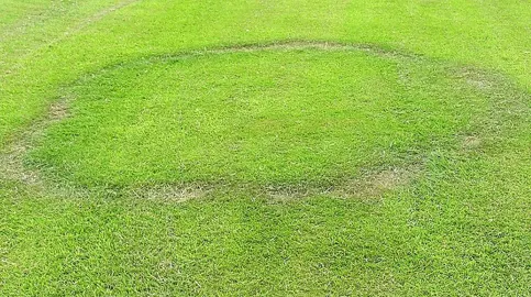 Fairy Rings Control In Lawns .