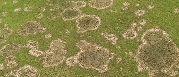 Fusarium Control In Lawns.