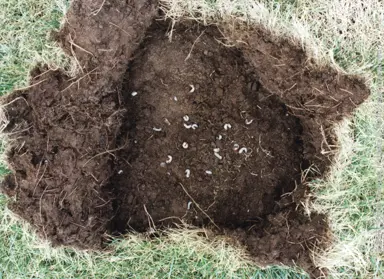 Grass Grub Control In Lawns.