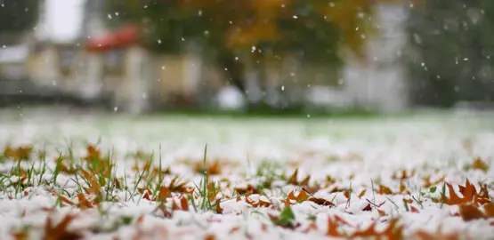 Lawn Maintenance In Winter.