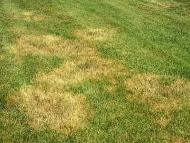 Melting Out Control In Lawns.