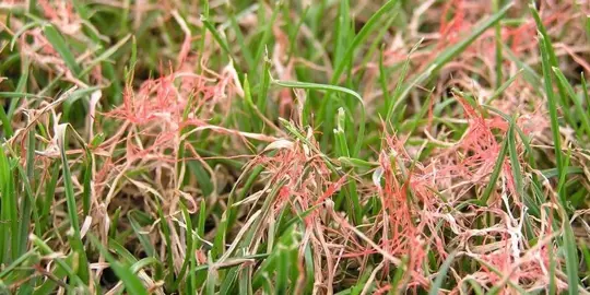 Red Thread Control In Lawns.