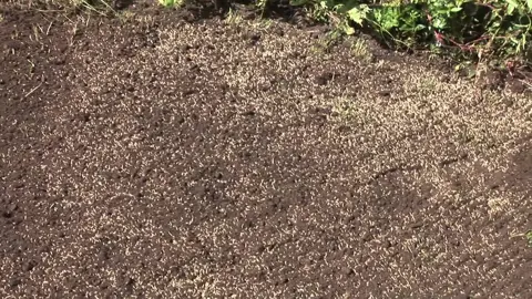 How To Seed A Lawn.