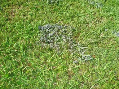 Slime Mould Control In Lawns.
