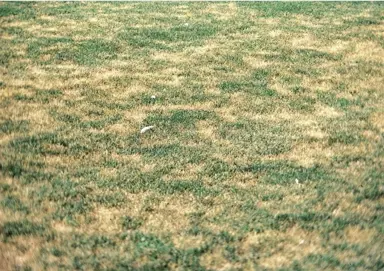 Sod Webworm Control In Lawns.