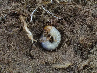 Tasmanian Grass Grub Control In Lawns .