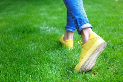 How to Keep High-Traffic Areas in Your Lawn Looking Good .