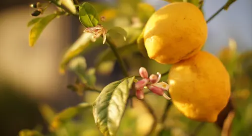 How To Care For Lemons In Autumn.