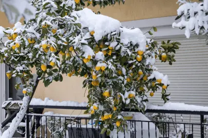 How To Care For Lemons In Winter.