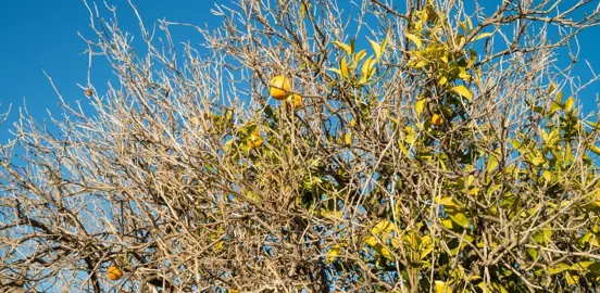 Why Is My Lemon Tree Dying?