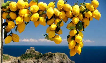 Can Lemons Be Grown In Coastal Environments?