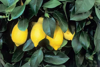 Design Ideas For Lemons.