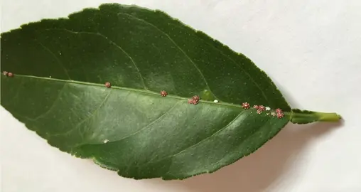 Lemon Tree Pests.