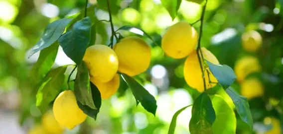How Long Before My Lemon Tree Fruits?