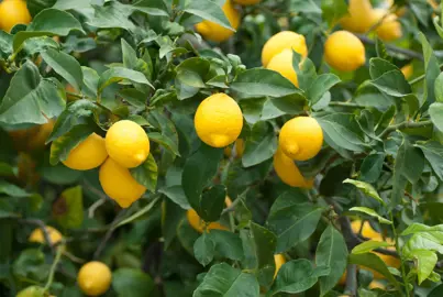 Lemon Trees.