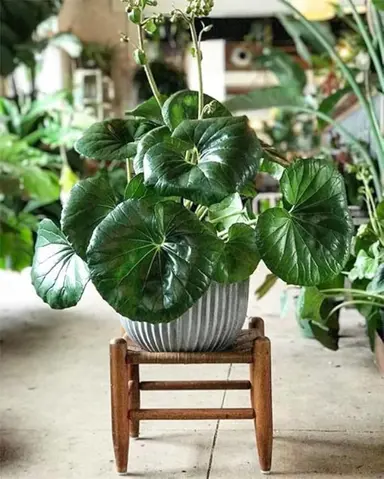 What Care Does A Leopard Plant Grown Indoors Need?