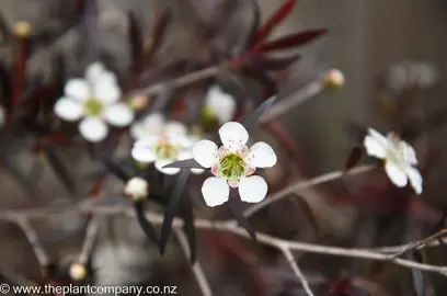 Leptospermum Flowering.