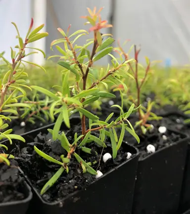 Propagating Leptospermum.