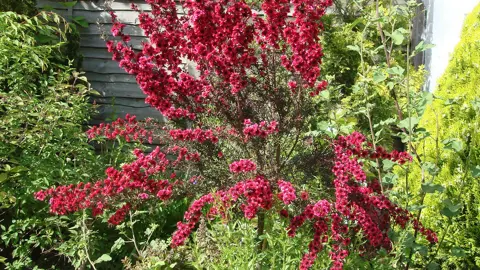 Leptospermum Varieties to Consider.