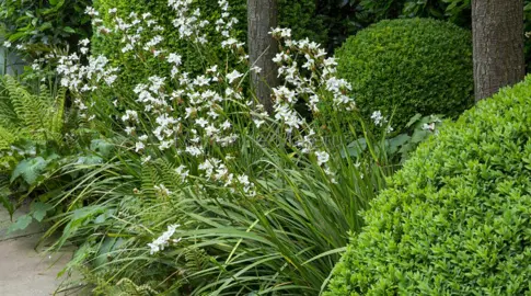 How To Care For Libertia In Autumn.