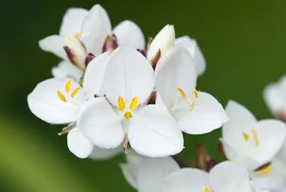 How To Care For Libertia In Spring?